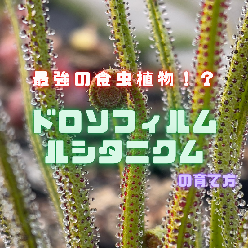 備忘録】最強の食虫植物！？ ～ドロソフィルム・ルシタニクムの育て方
